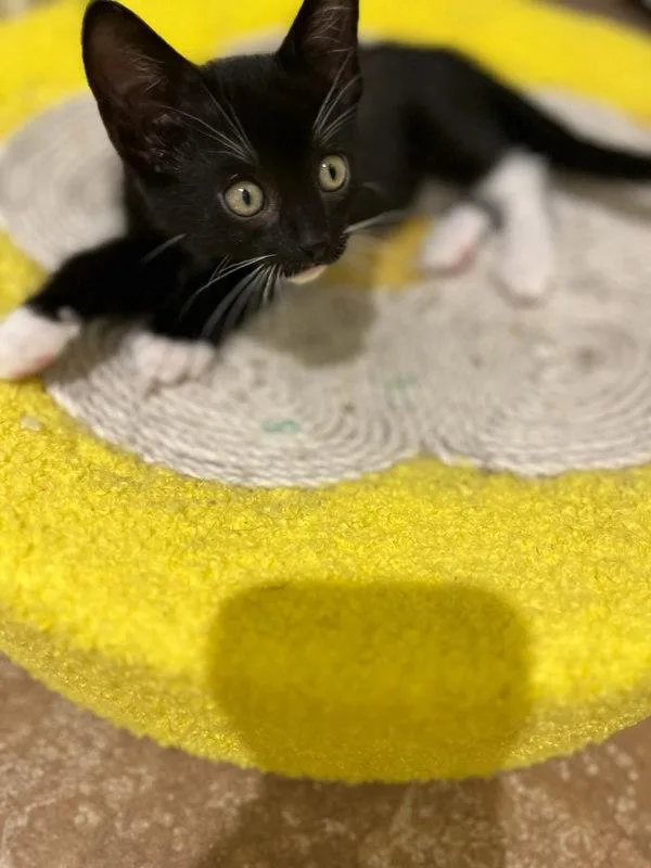 A baby small-sized female Domestic Short Hair cat named Billie for adoption in Bonsall, CA