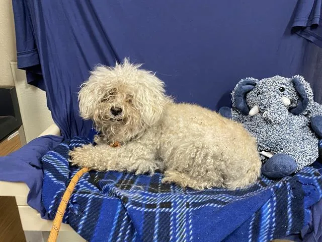 An adult small-sized female Poodle dog named Jolie for adoption in Modesto, CA