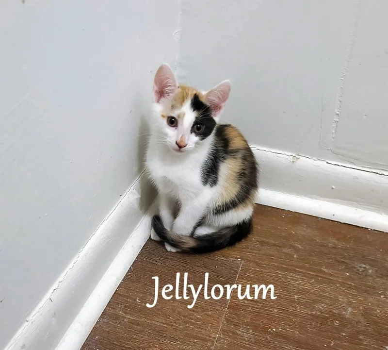 Jellylorum