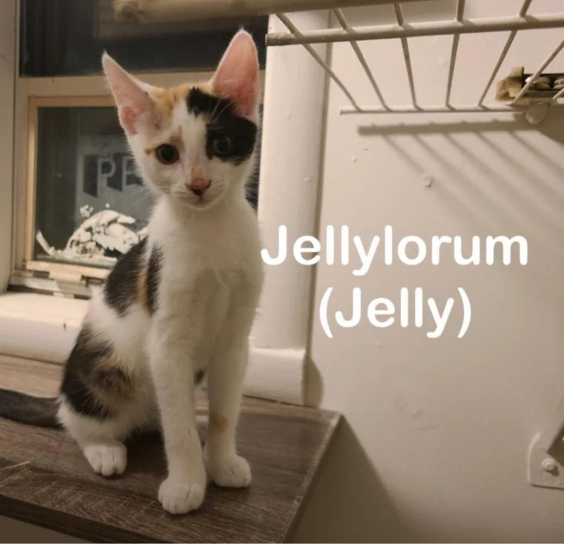 Jellylorum thumbnail 2
