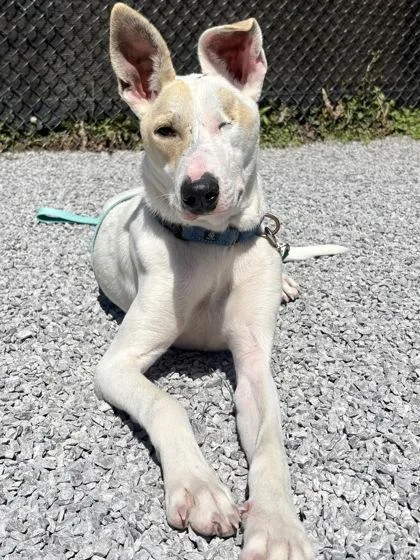 A young small-sized male Terrier dog named Caico for adoption in Cincinnati, OH