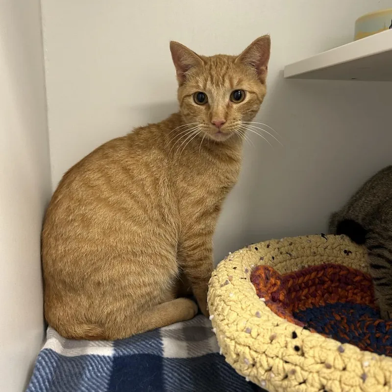 A young medium-sized male Orange / Red Domestic Short Hair cat named Quillan for adoption in Port Richey, FL