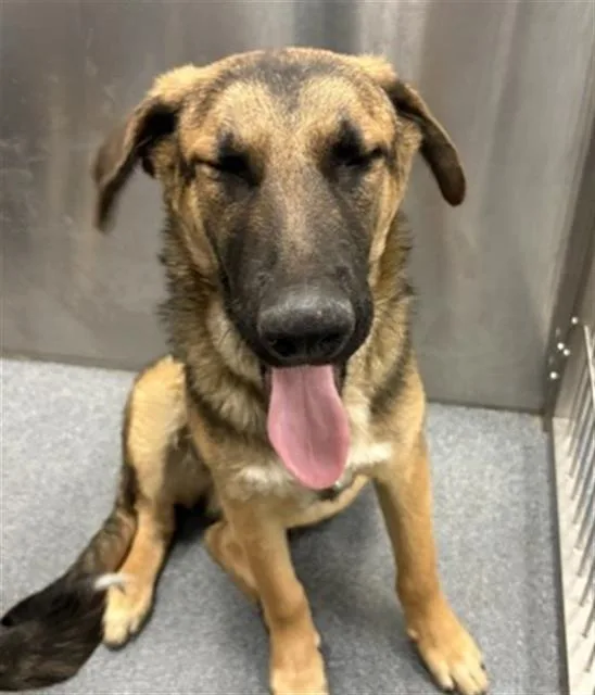 A young large-sized male Mixed Breed dog named Gabriel for adoption in Dallas, TX