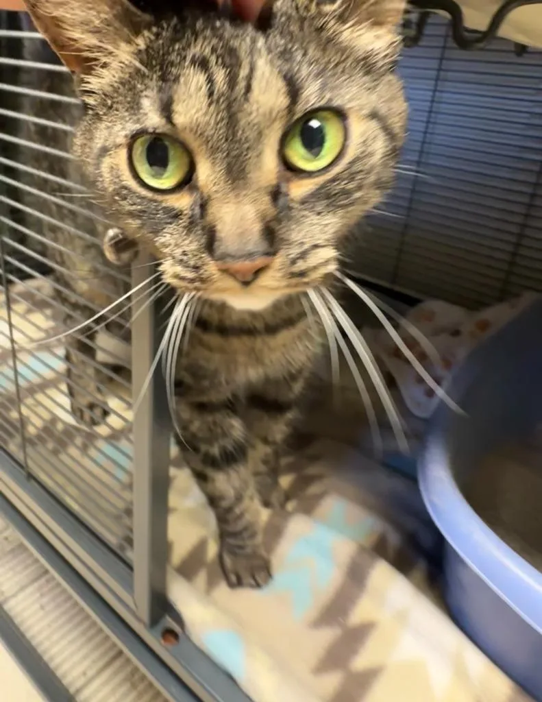 An adult small-sized female Domestic Short Hair cat named Minnie for adoption in Blountville, TN