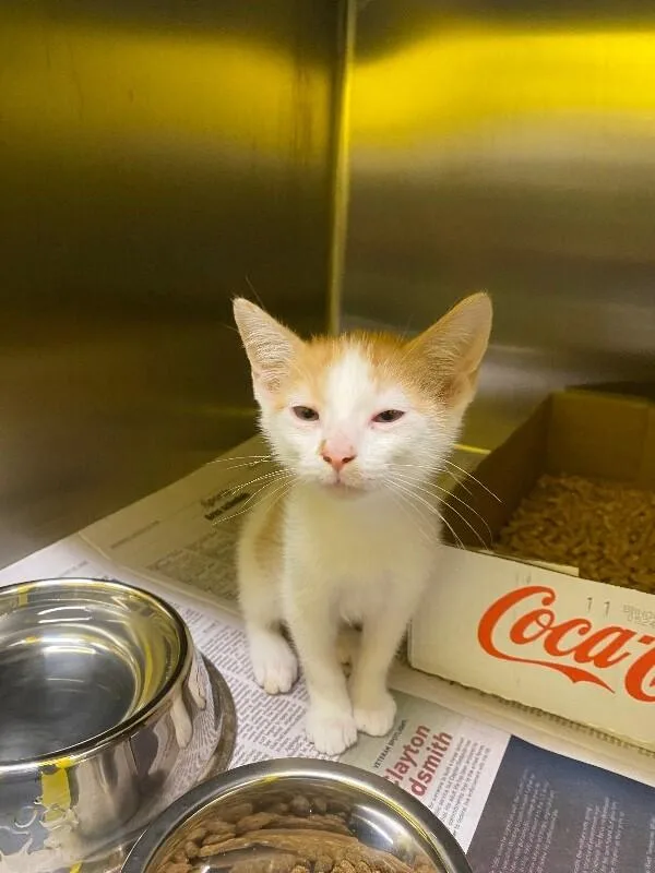 An adult medium-sized male White Domestic Short Hair cat named Astronomy for adoption in Jackson, TN