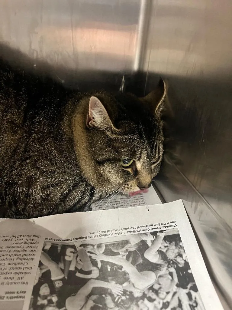 A young large-sized male Domestic Short Hair cat named Luke for adoption in Hopkinsville, KY