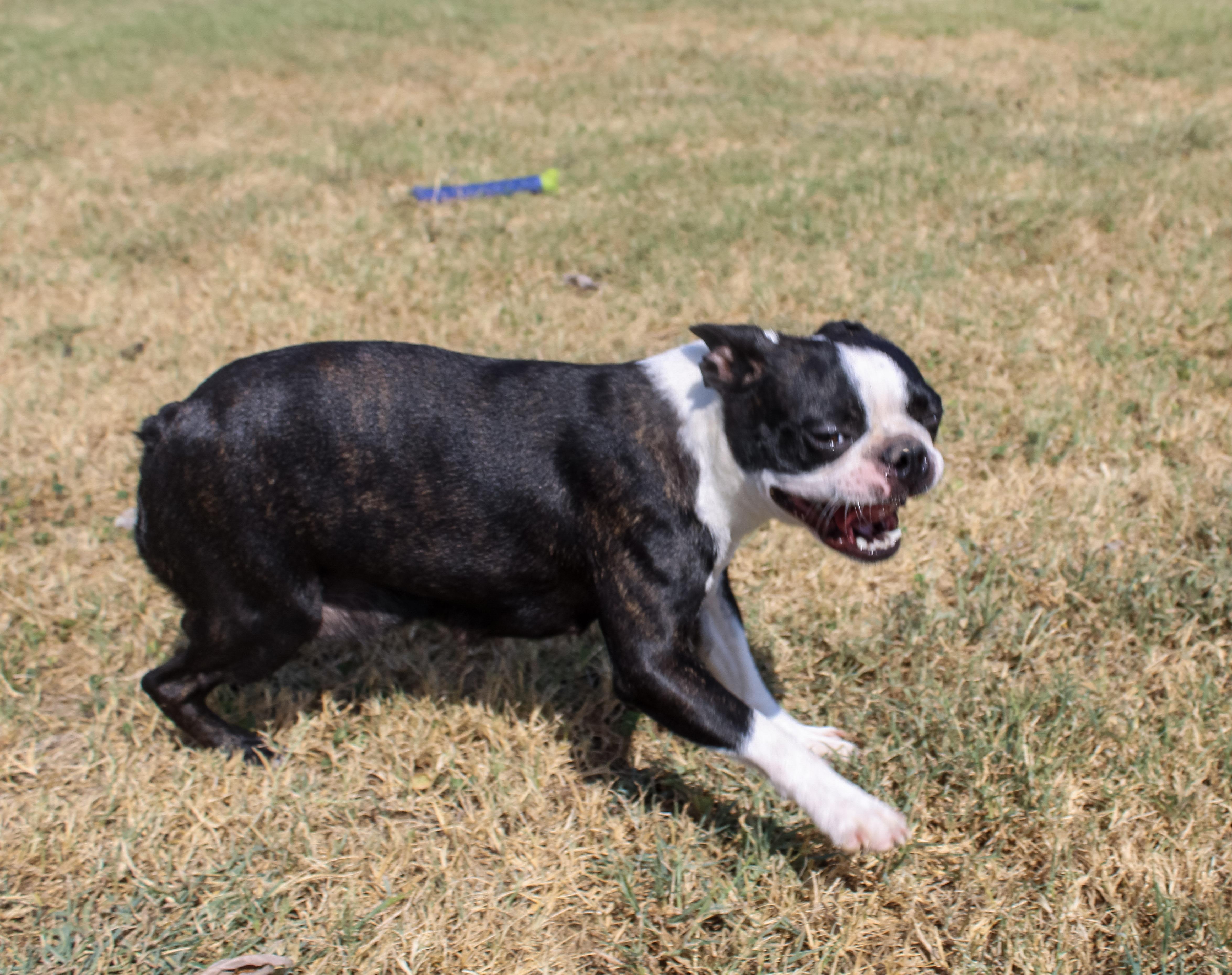 An adult small-sized female Boston Terrier dog named Flora for adoption in Neosho, MO