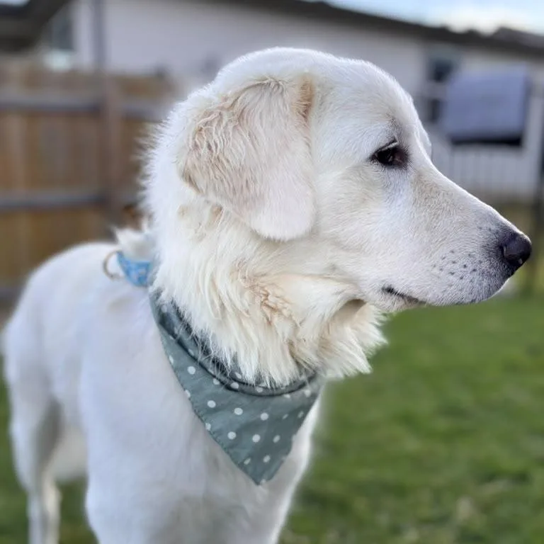Stella Louise thumbnail 4