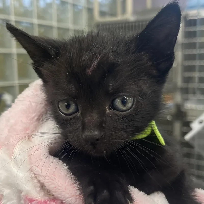 A baby small-sized female Domestic Short Hair cat named Sarabi for adoption in West Palm Beach, FL