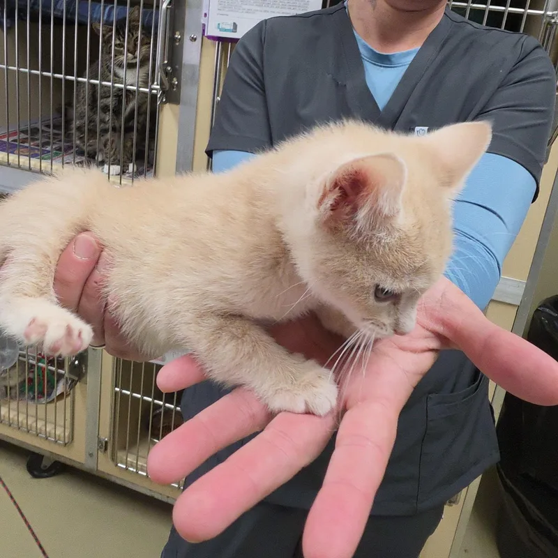 Twizzler thumbnail 3