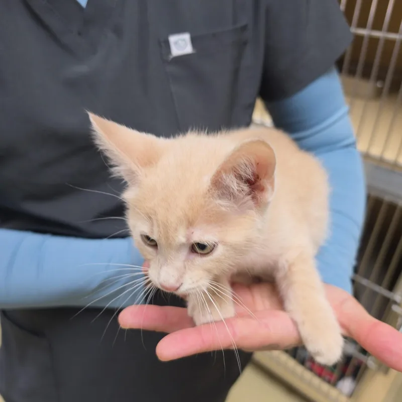 Twizzler thumbnail 4