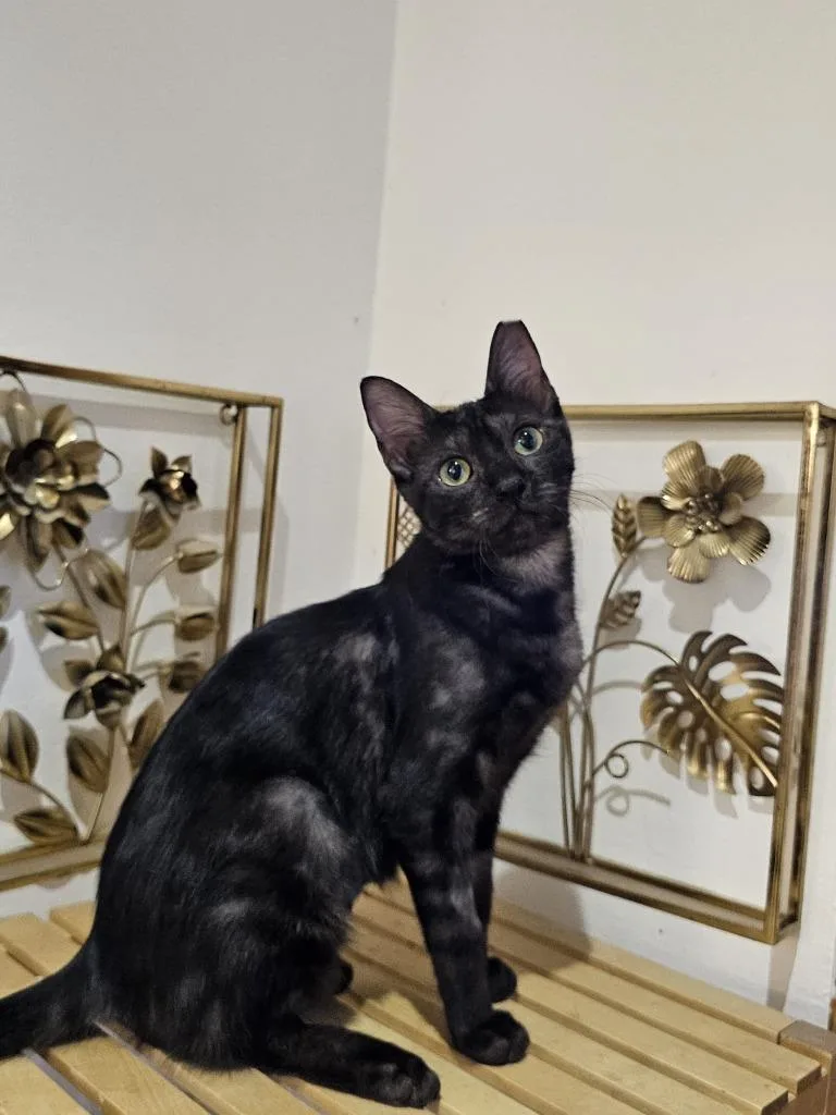 A baby medium-sized female Domestic Short Hair cat named Esme for adoption in Lunenburg, MA