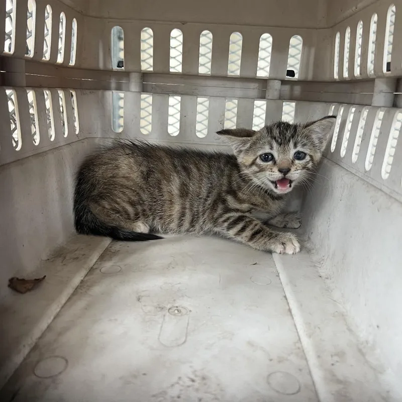 A baby small-sized female Torbie Domestic Short Hair cat named Arya for adoption in Lake Jackson, TX