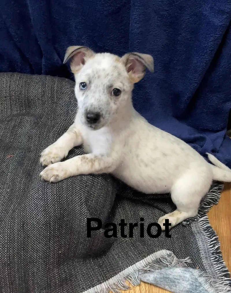 Patriot