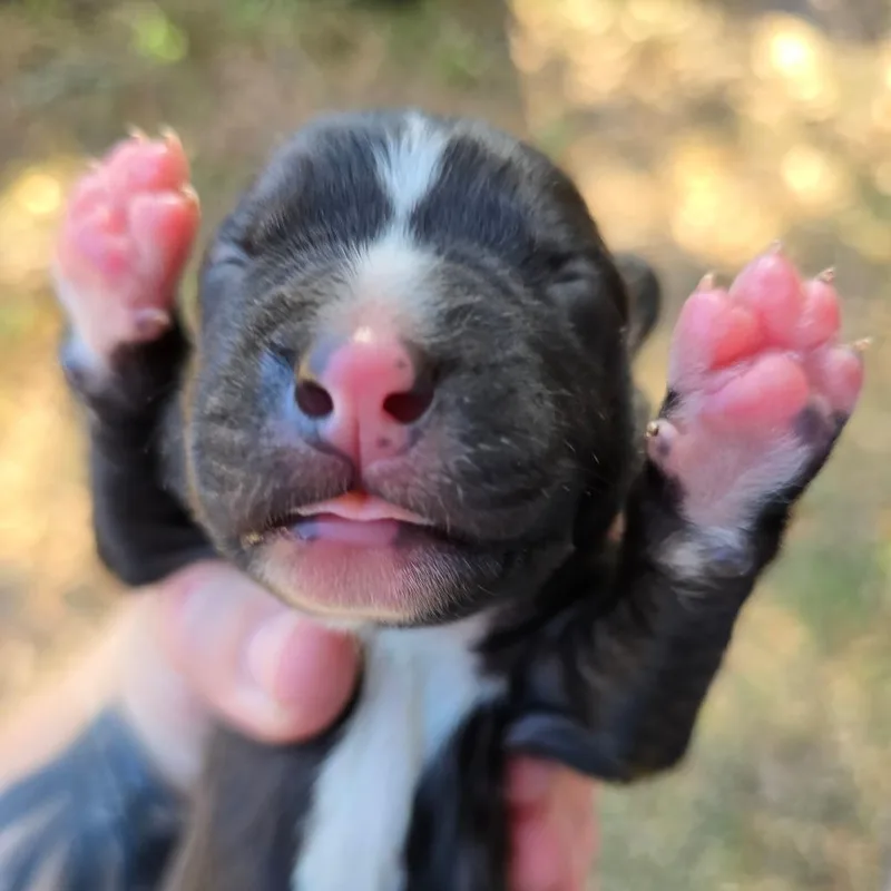 Rollsroyce thumbnail 2