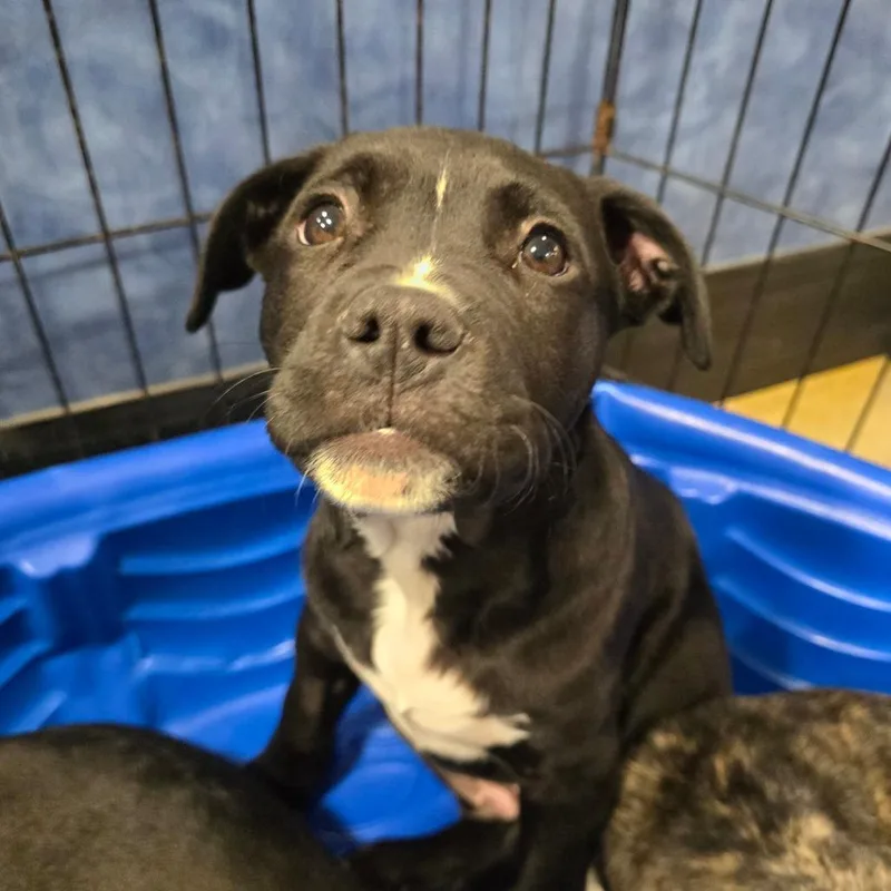 Rollsroyce thumbnail 3