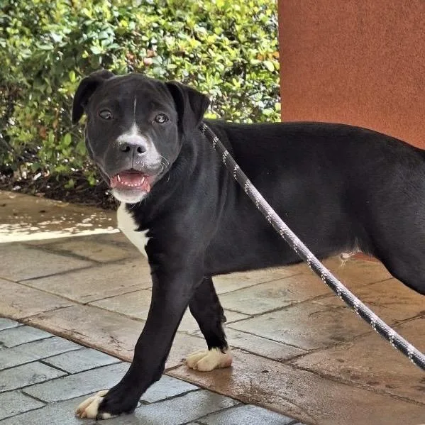 Rollsroyce thumbnail 4