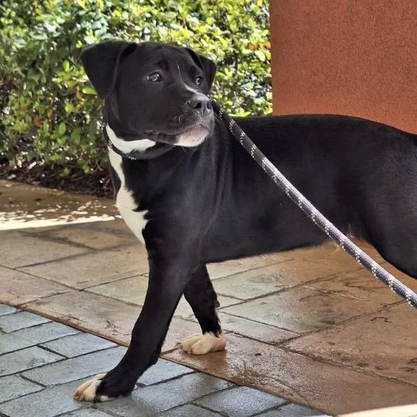 Rollsroyce thumbnail 5