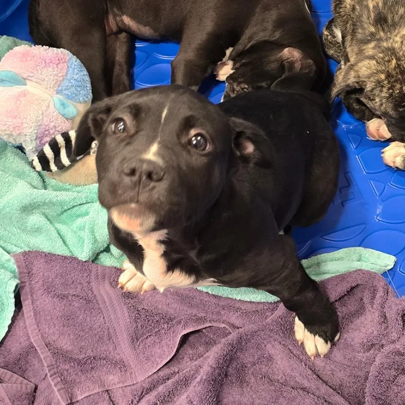 Rollsroyce thumbnail 6