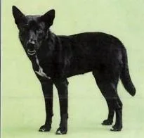 An adult large-sized male Mixed Breed dog named Jak for adoption in Largo, FL