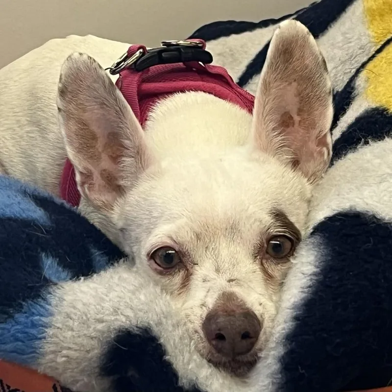 A senior small-sized female Terrier dog named Barbie Girl for adoption in San Francisco, CA