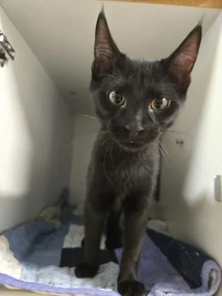 A baby medium-sized female Domestic Short Hair cat named Sally for adoption in Savannah, GA
