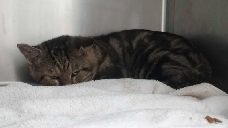 An adult medium-sized male Tabby (Gray / Blue / Silver) Domestic Short Hair cat named Lance for adoption in Burgaw, NC