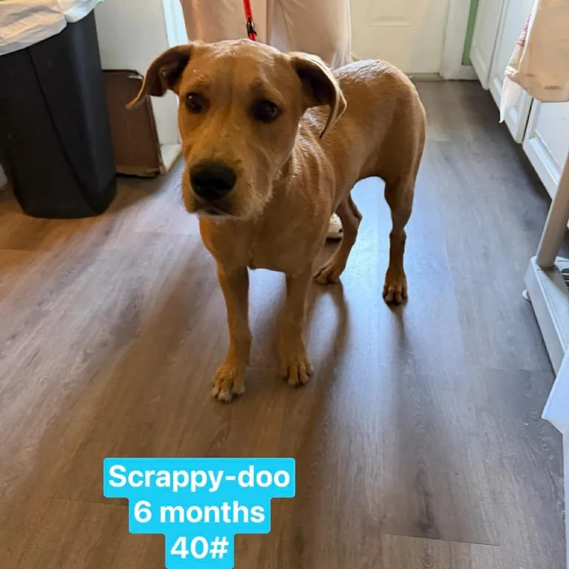 Scrappy Doo