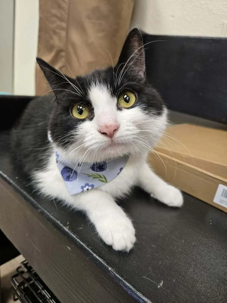 An adult medium-sized female Black & White / Tuxedo Domestic Short Hair cat named Pippin for adoption in tucson, AZ