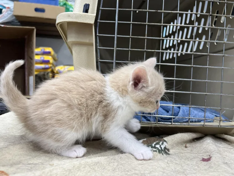 An adult medium-sized female Domestic Short Hair cat named Dreamcicle for adoption in Brighton, MI