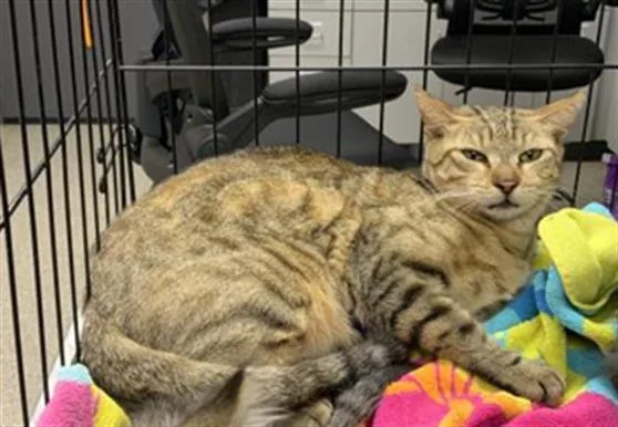 A young medium-sized female Domestic Short Hair cat named A for adoption in Visalia, CA
