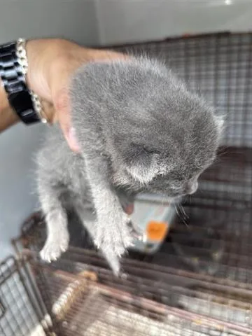 A baby small-sized male Domestic Short Hair cat named Mickey for adoption in Houston, TX