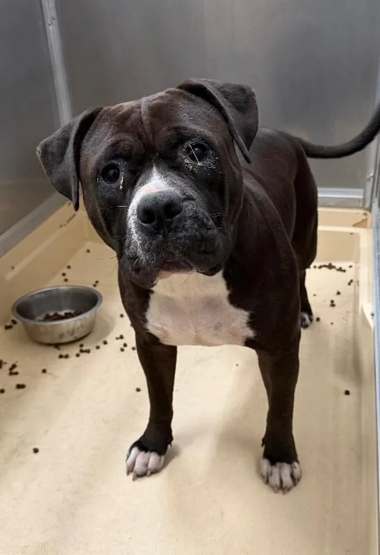 An adult medium-sized female Black Pit Bull Terrier dog named Unknown for adoption in Burgaw, NC