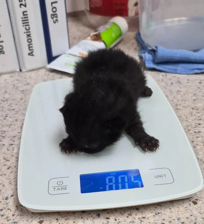 A baby medium-sized male Domestic Short Hair cat named Swiper for adoption in Christiansburg, VA