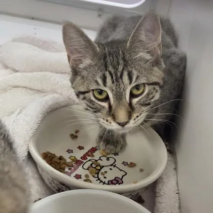 A baby small-sized female Domestic Short Hair cat named Sandy for adoption in Voorhees, NJ