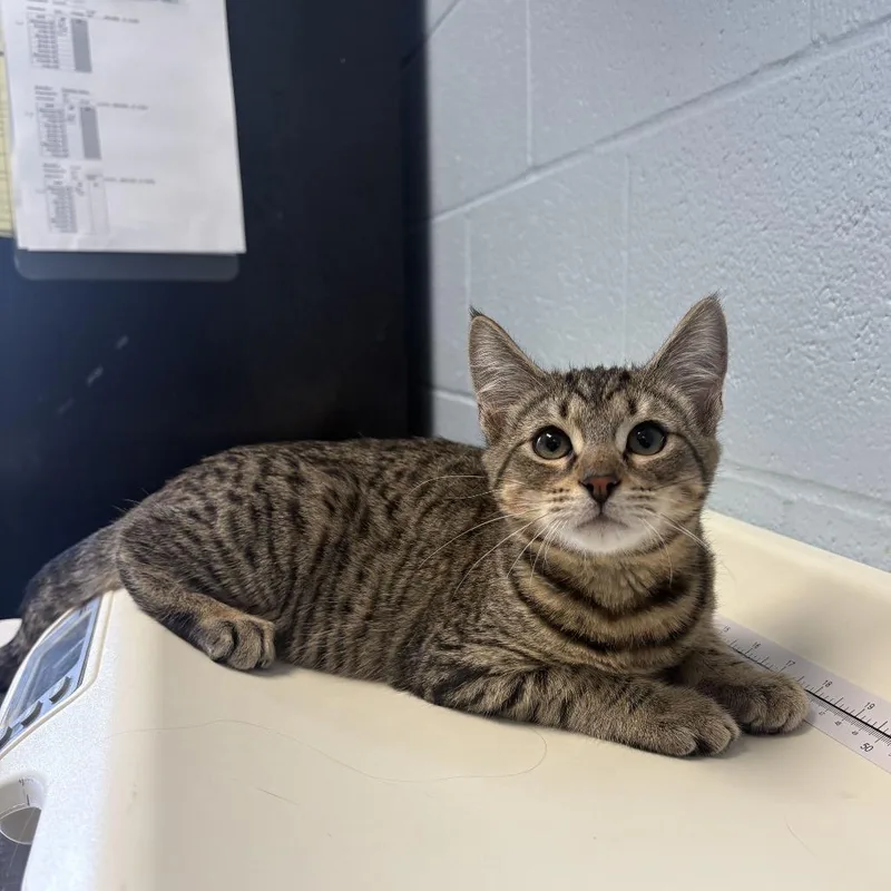 A baby small-sized male Gray / Blue / Silver Domestic Short Hair cat named Dinosaur Extinction for adoption in Carencro, LA