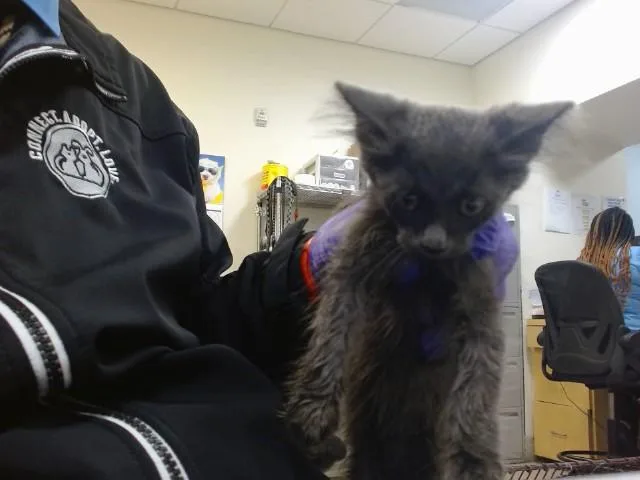 A baby small-sized male Domestic Short Hair cat named Sky for adoption in Miami, FL