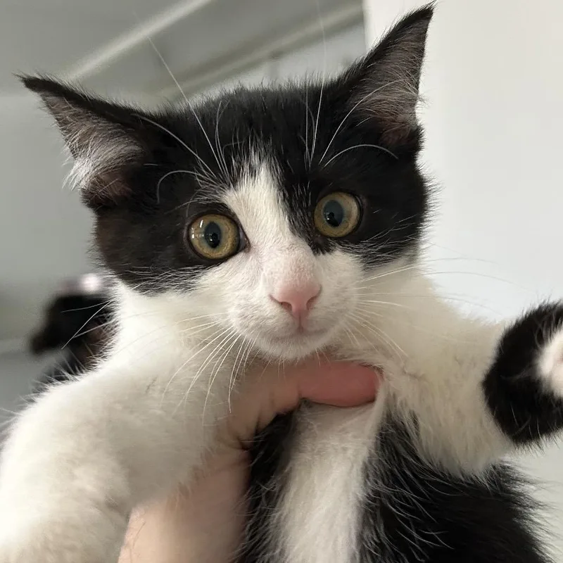 A baby small-sized male Black Domestic Short Hair cat named Mario for adoption in Denver, CO
