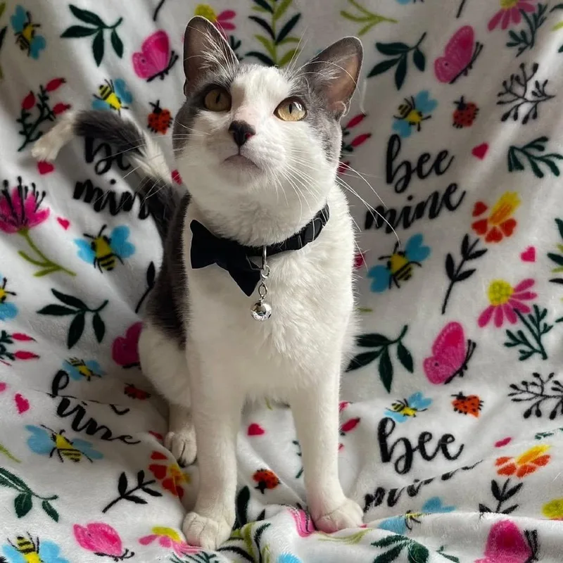 A young medium-sized male Gray / Blue / Silver Domestic Short Hair cat named Hambone for adoption in Chaska, MN