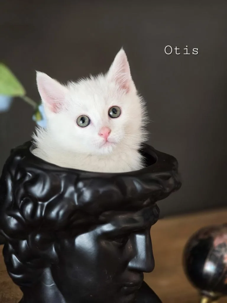 A baby small-sized male Domestic Short Hair cat named Otis for adoption in Sandy, UT
