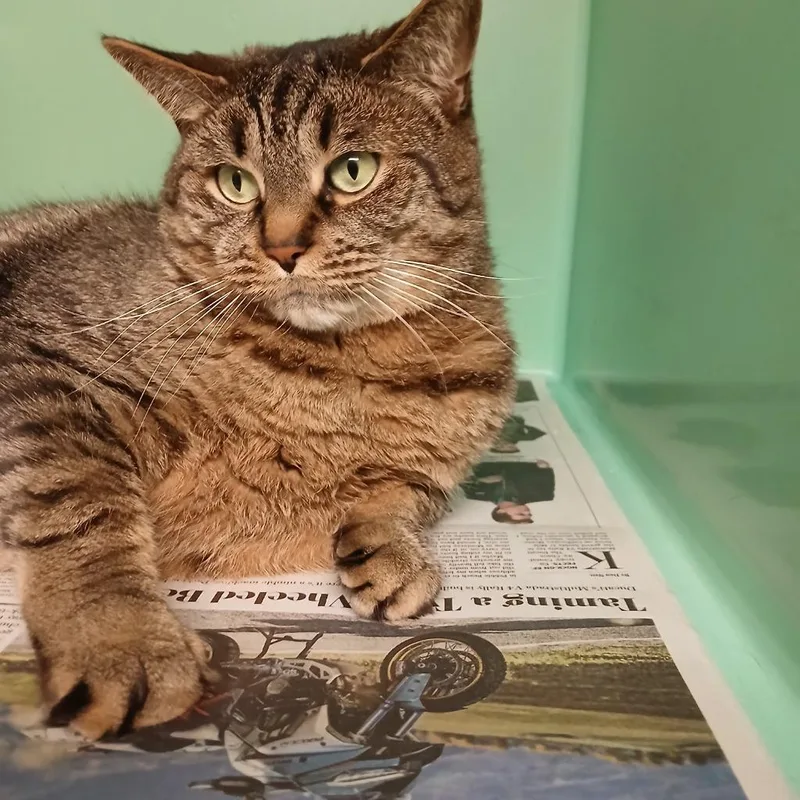 A young large-sized male Domestic Short Hair cat named Bb for adoption in Utica, MI