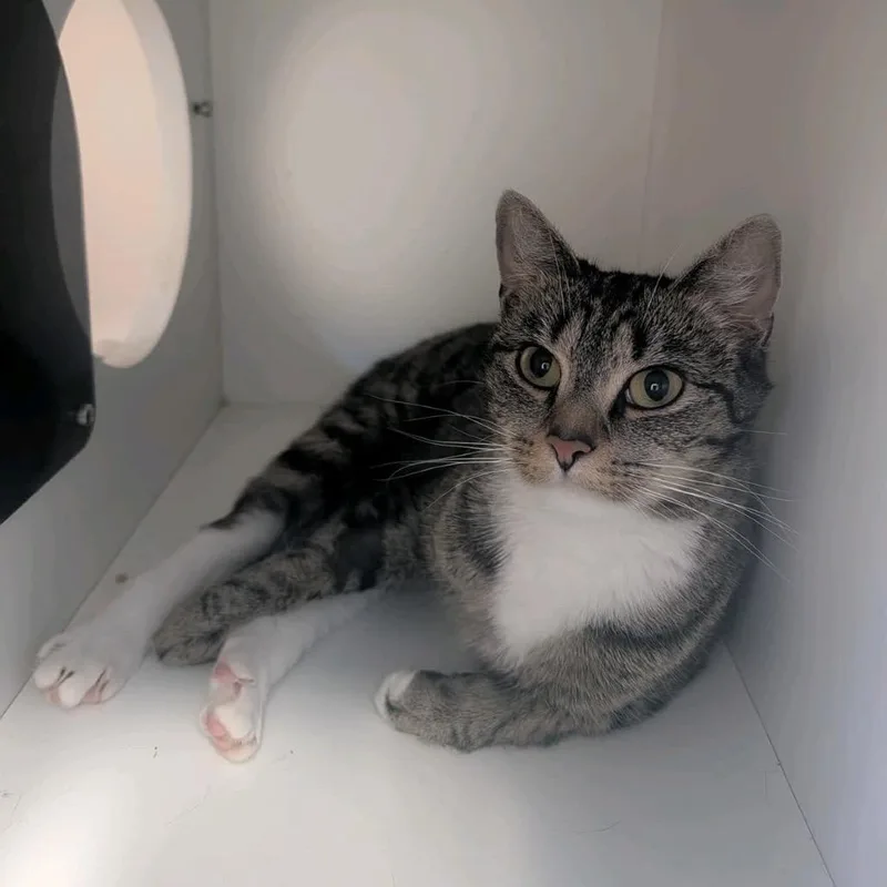 An adult medium-sized female Black Domestic Short Hair cat named Glizzy for adoption in Uniontown, PA