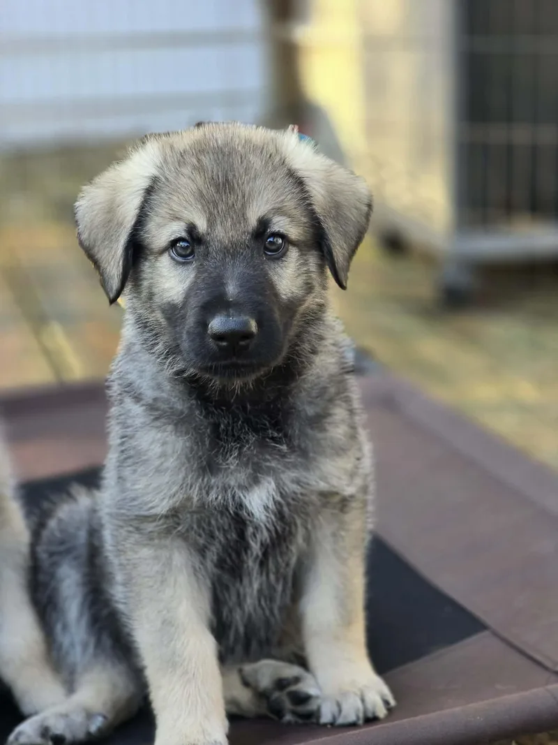 A baby extra large-sized male Sable Anatolian Shepherd dog named Ted for adoption in Lincolnshire, IL