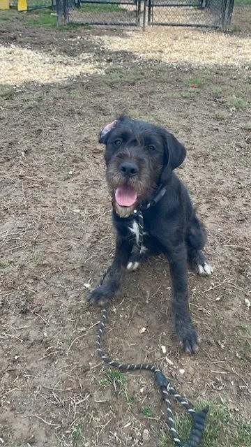 Sir Parker thumbnail 2