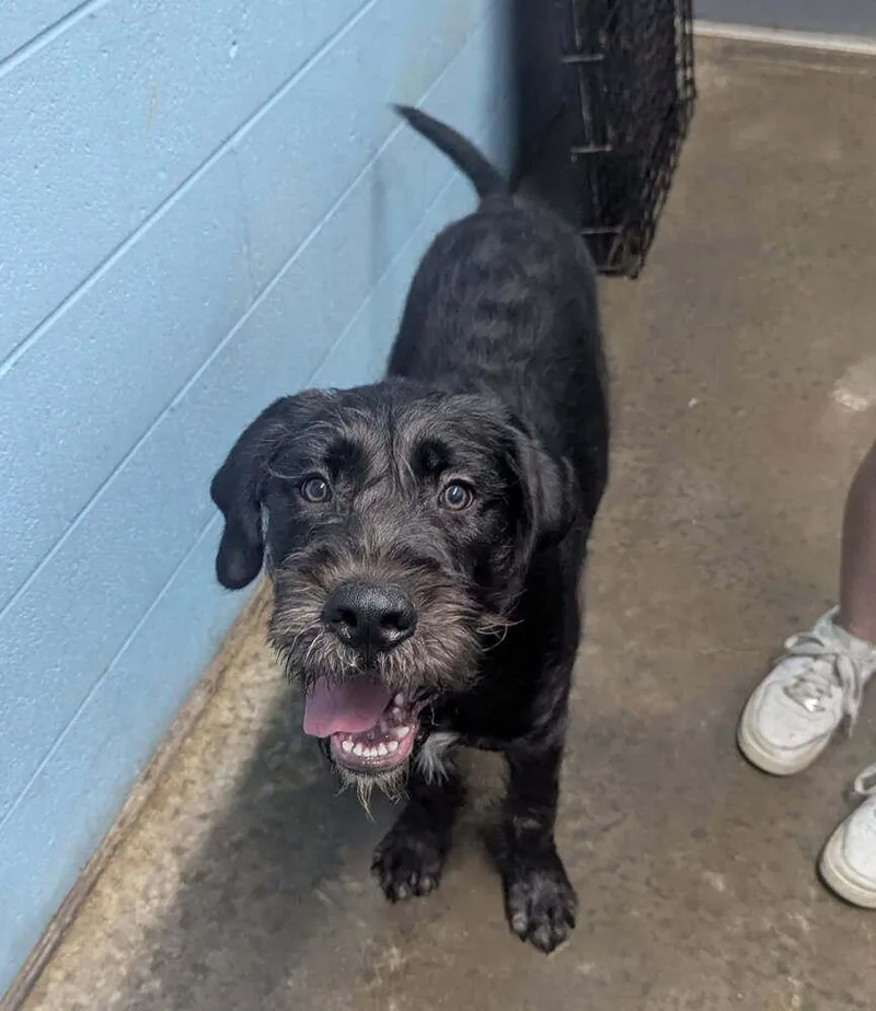 Sir Parker thumbnail 3