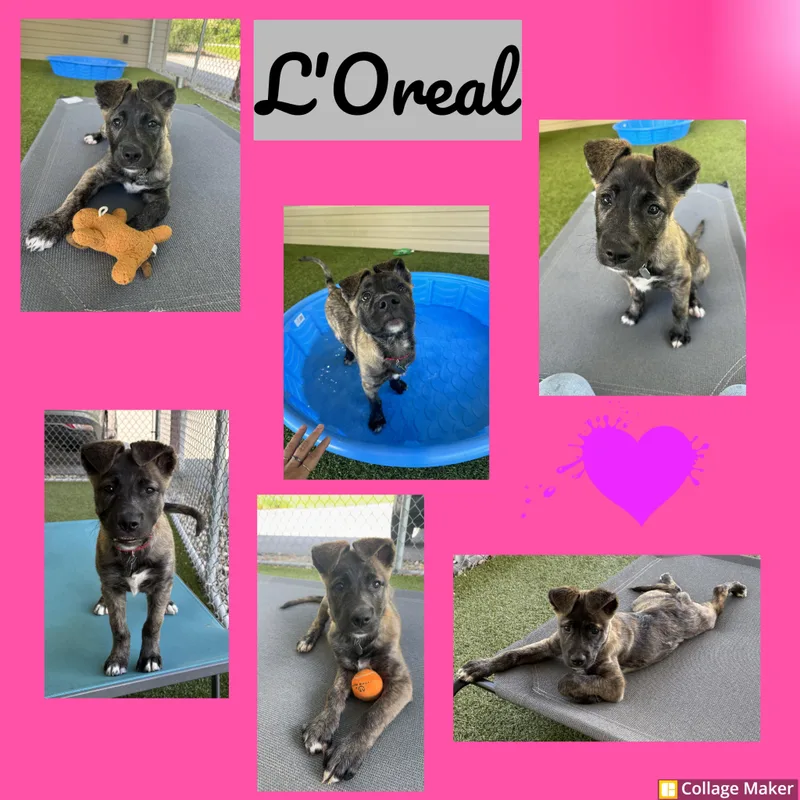 A young large-sized female Mastiff dog named L'oreal for adoption in Clearfield, PA