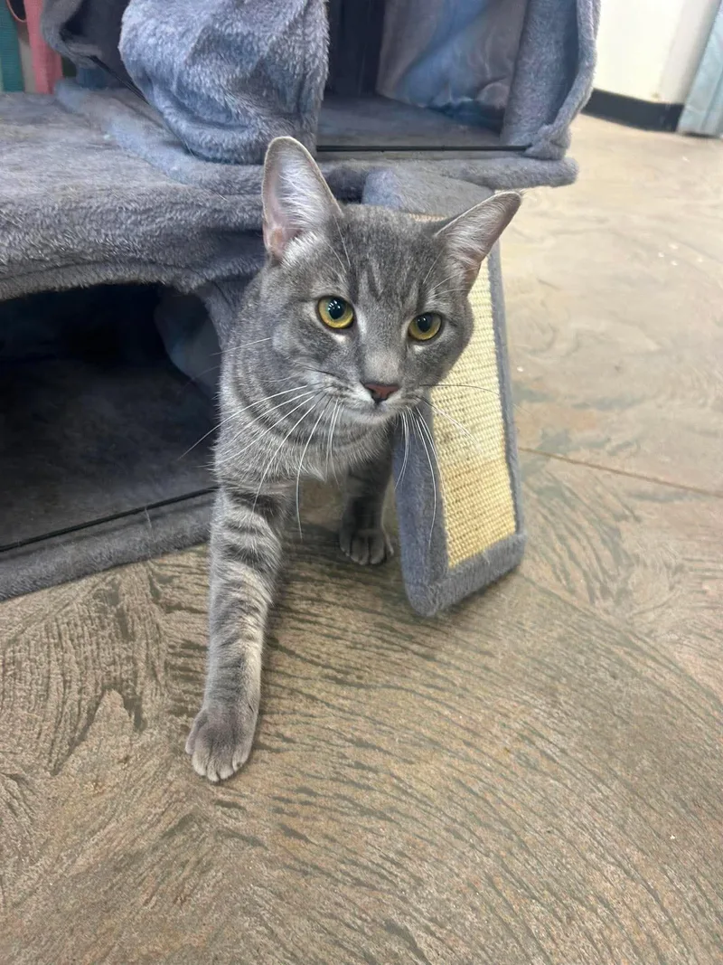 An adult medium-sized male Tabby (Gray / Blue / Silver) Domestic Short Hair cat named Tigs for adoption in Roosevelt, UT