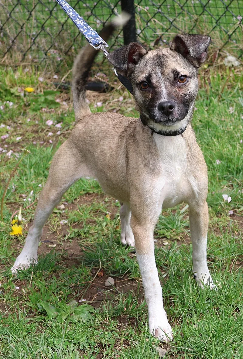A baby small-sized male Terrier dog named Lilo for adoption in Harrison, NY