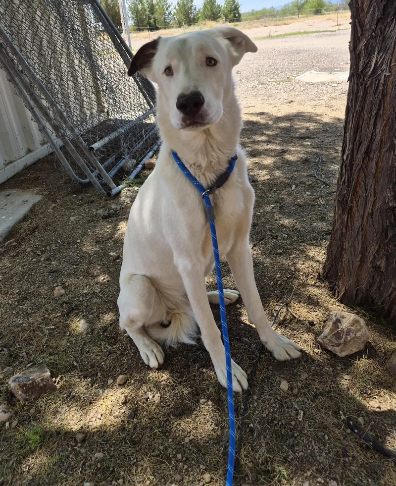 An adult large-sized male White / Cream Shepherd dog named Marshall for adoption in Sierra Vista, AZ