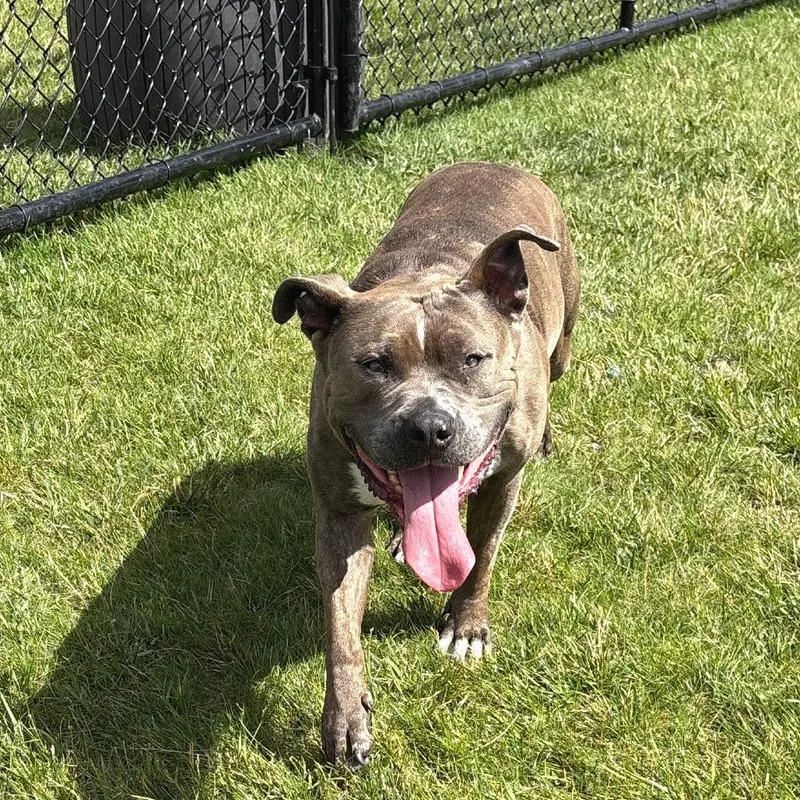 A senior large-sized male Gray / Blue / Silver Mixed Breed dog named Rikki for adoption in Wheeling, IL